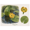 Nuphar lutea