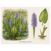 Pontederia cordata