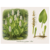 Pontederia cordata Alba