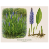 Pontederia lanceolata