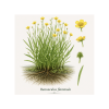 Ranunculus flammula