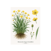 Ranunculus lingua Grandiflora
