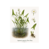 Sagittaria japonica Flore Plena