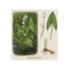 Sagittaria latifolia