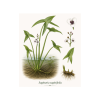 Sagittaria sagittifolia