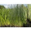 Scirpus%20lacustris 2 foto 1