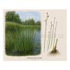 Scirpus lacustris