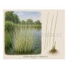 Scirpus lacustris Albescens