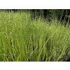 Scirpus%20tabernaemontani%20Zebrinus 2 foto 1