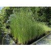 Scirpus%20tabernaemontani%20Zebrinus 2 foto 1