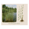 Scirpus tabernaemontani Zebrinus