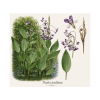 Thalia dealbata
