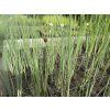 Typha%20Minima foto 1