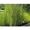 Typha%20Minima 2 foto 1