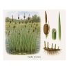Typha minima