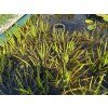 Stratiodes%20aloides
