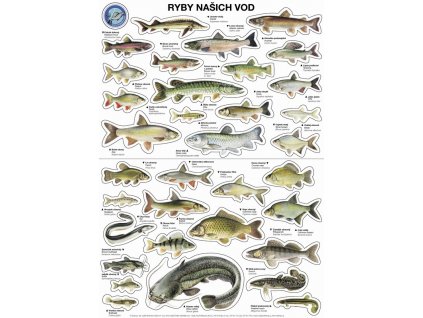 Samolepky  ryby našich vod - A3