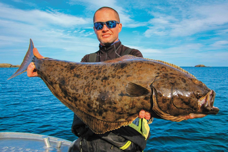 Halibut chycený na Lofotech