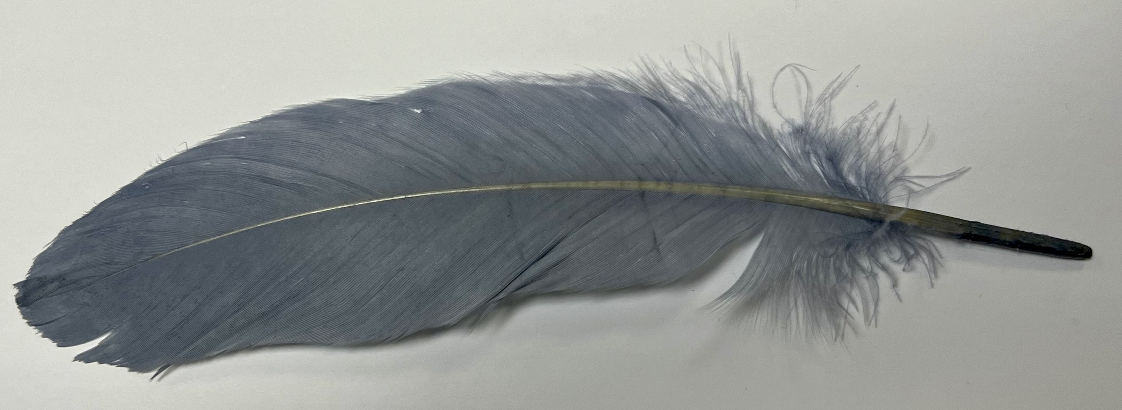 Veniard Husí Peří Goose Shoulder Stiff Medium Grey 4ks