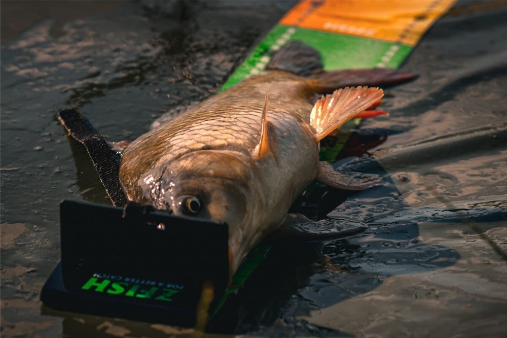 Zfish Měřící Podložka Challenger - Obrázek 3