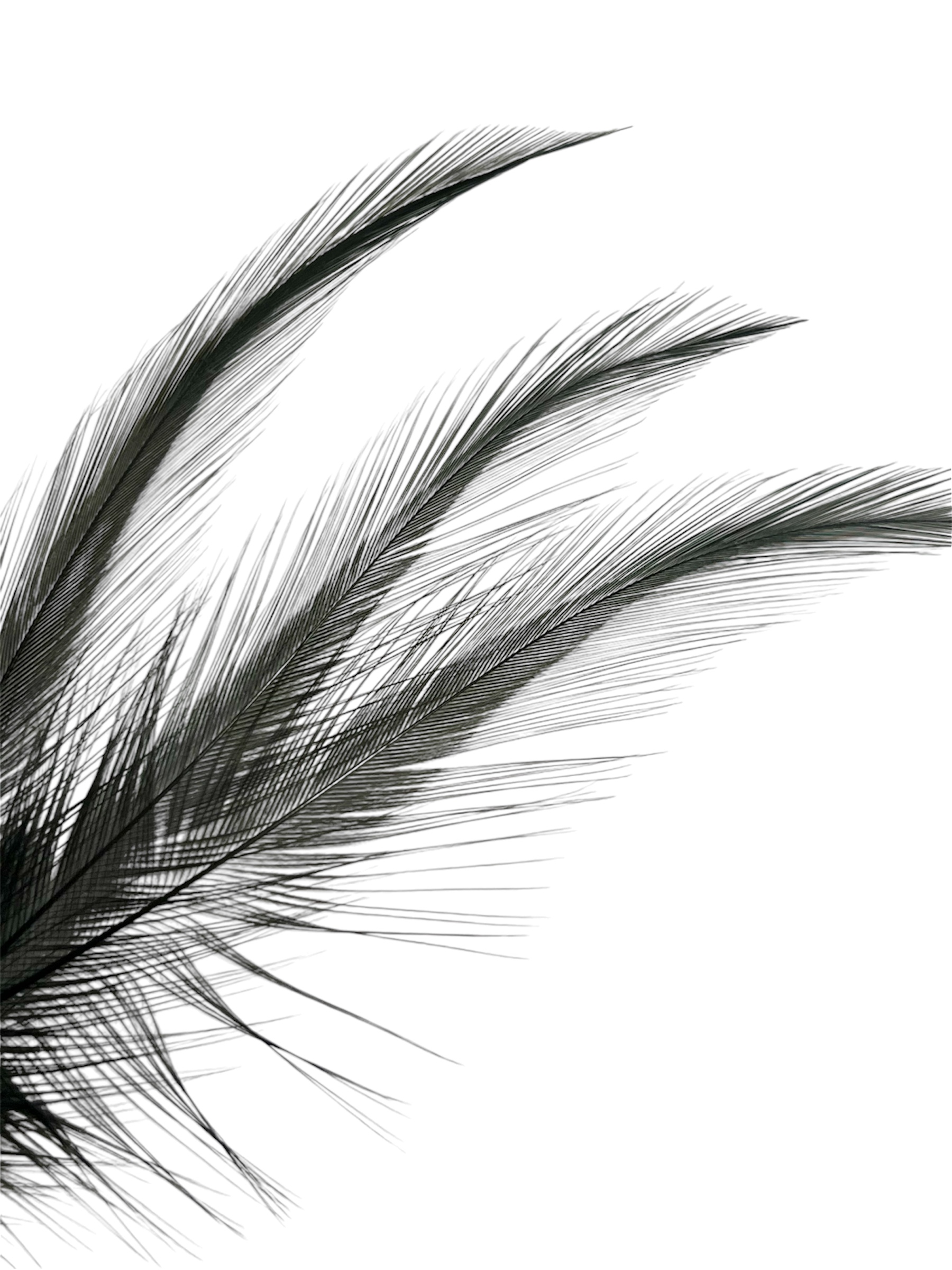Tommi-Fly Peří Coq de Leon Černá