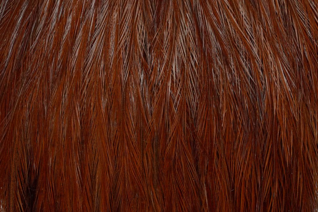 Whiting Hackles Whiting Kohoutí Skalp Coq de Leon Rooster Cape Brown (obrázek 3)