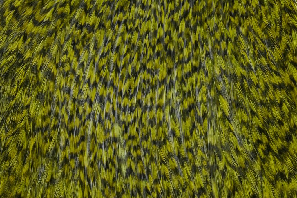 Whiting Hackles Whiting Kohoutí Skalp Coq de Leon Rooster Cape Grizzly Dyed Olive (obrázek 3)