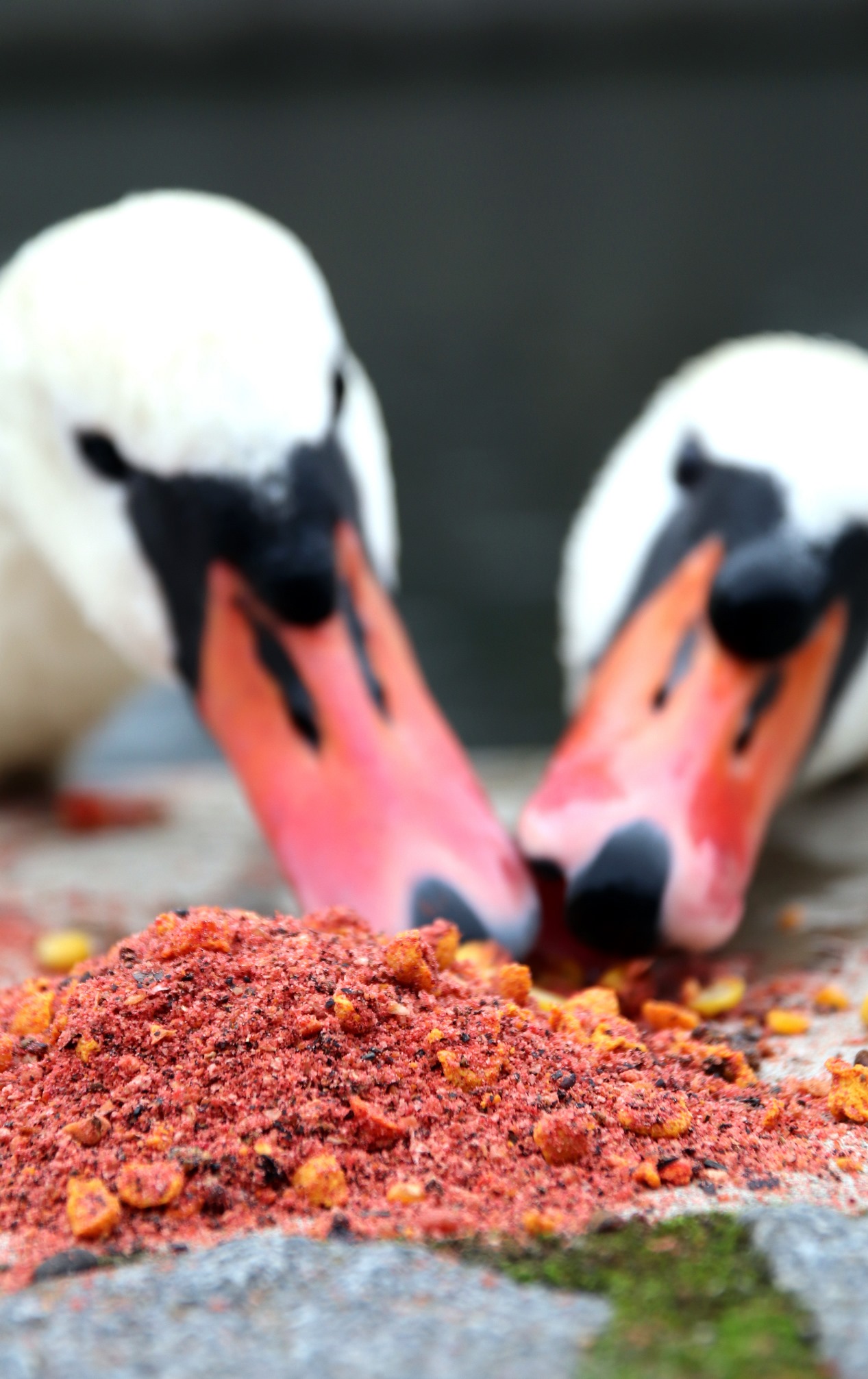 Mivardi Method mix Rapid Champion (obrázek 5)