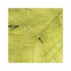 Petitjean CDC Feathers 1 Gram Bags Dirty Yellow b03853c8 0343 4834 bba6 b42b61278f2b.b4fd16c8764f3ef2874a2b13d9867a89