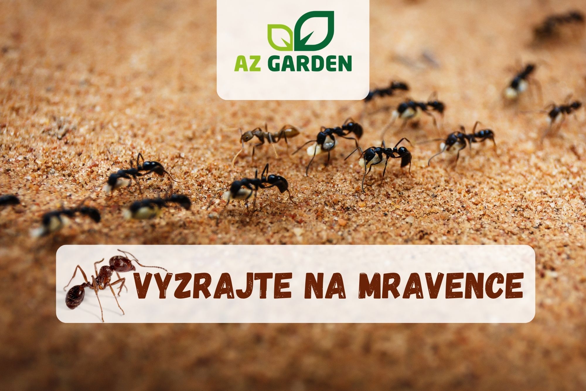 Vyzrajte na mravence