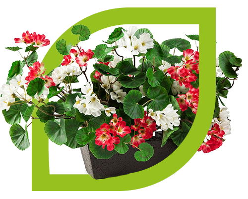 Balkónové květiny