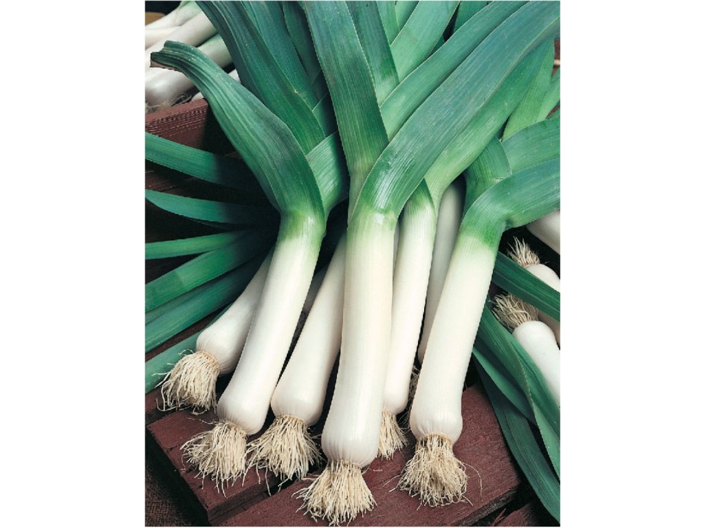 Albos pór letný, na priamy konzum