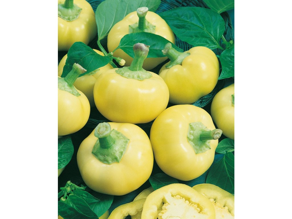 Evita paprika jabĺčková na pole, sladká
