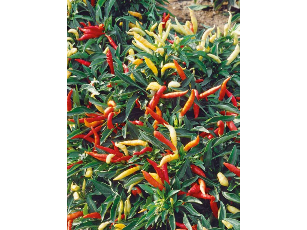 9070 chilli mix