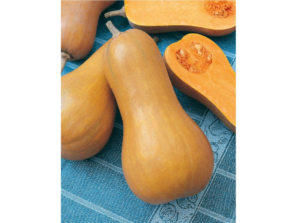 Butternut Liscia  tekvica pižmová na pečenie