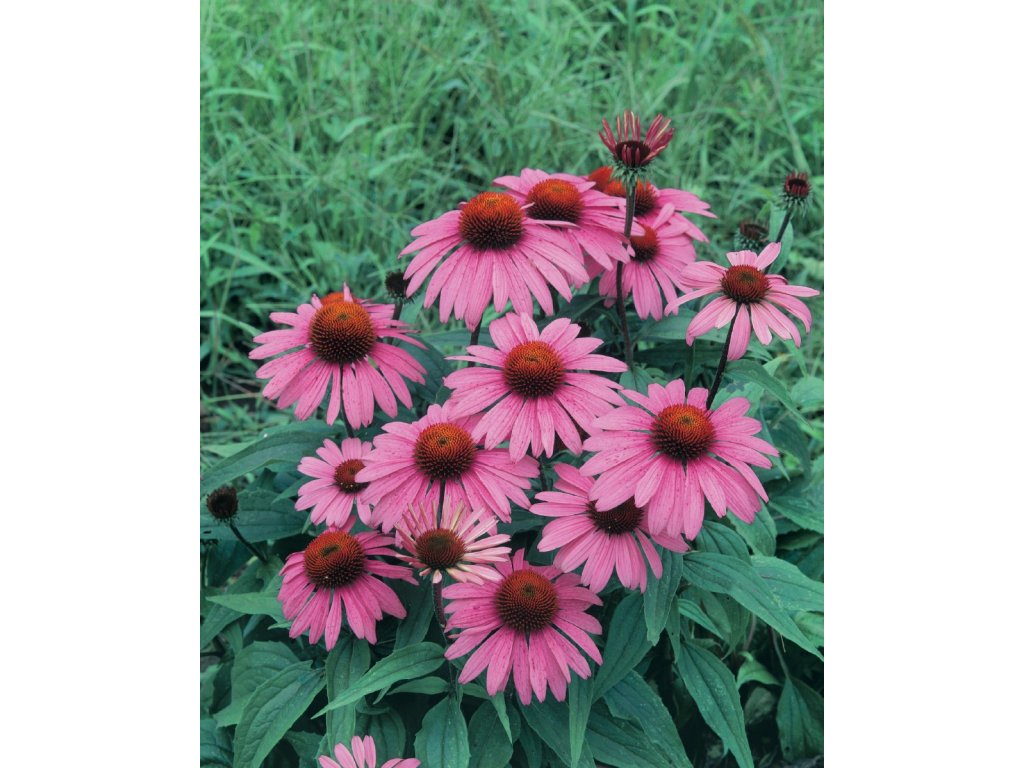 Rudbekia ružová liečivá rastlina