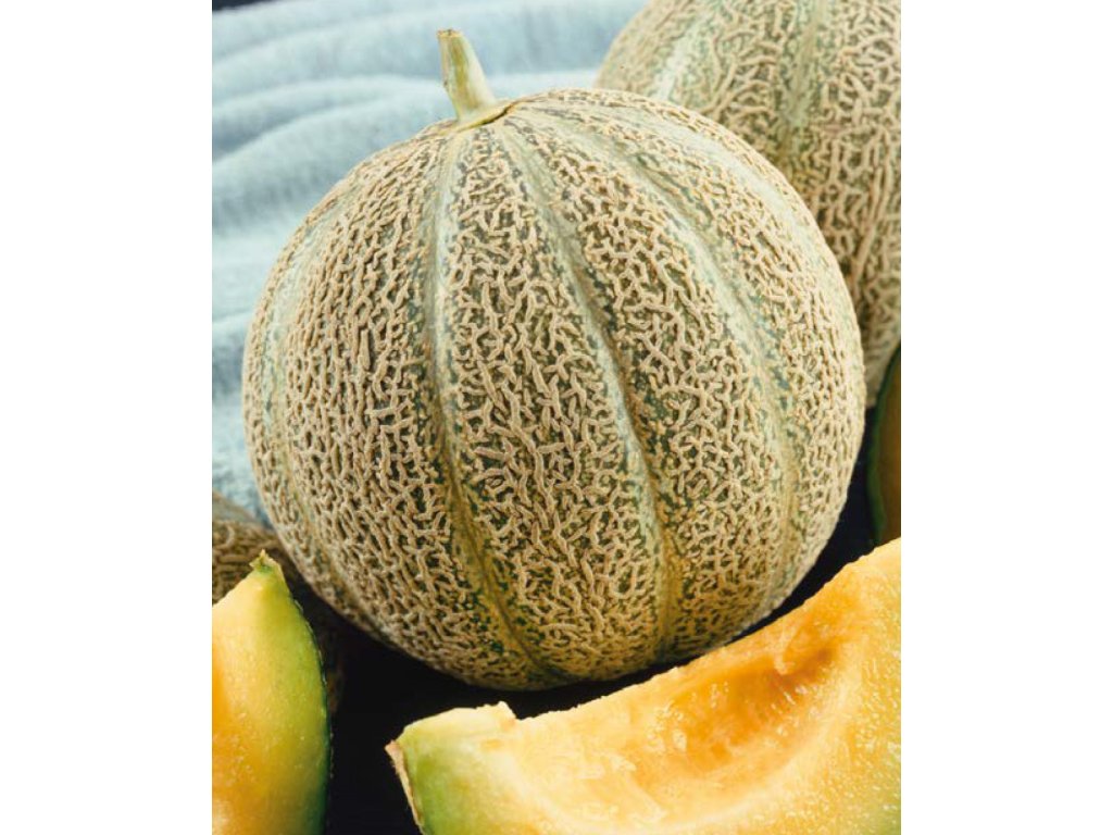 Tétényi Csereshéjú Melón cukrový