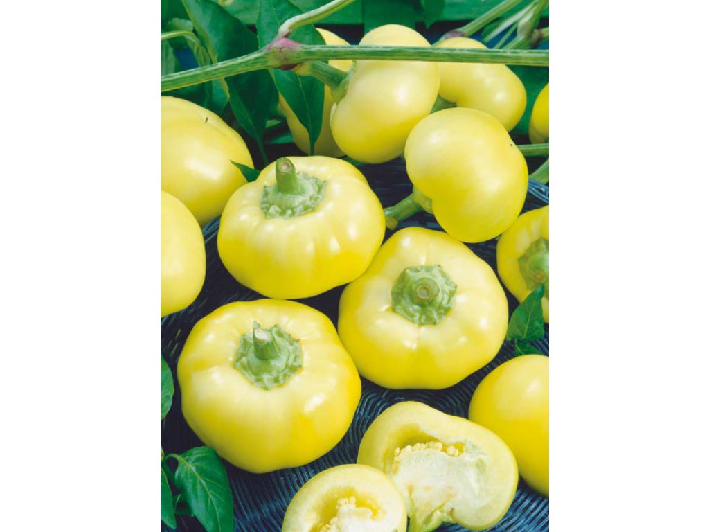 Jablina Paprika ročná –  F1 HYBRID