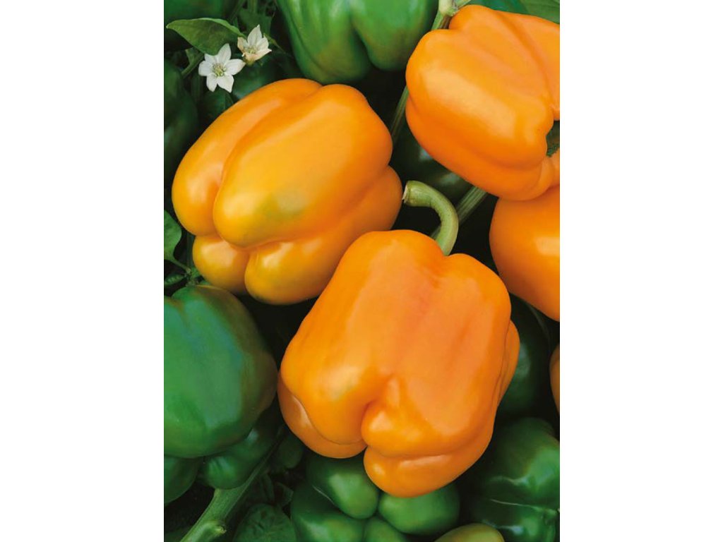 Oreny Paprika ročná –  F1 HYBRID