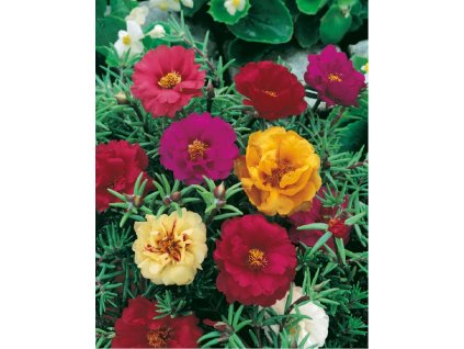 Portulaka veľkokvetá zmes