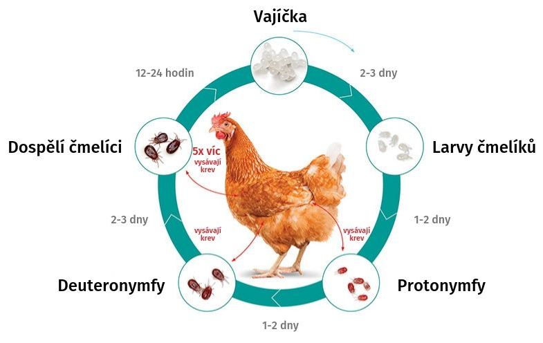 Vývojová stádia čmelíka kuřího