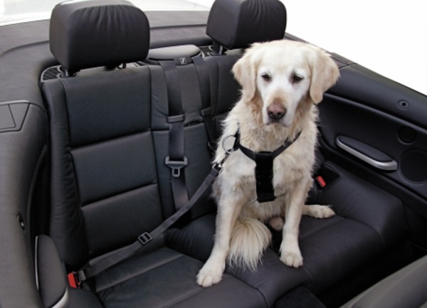 Bezpečnostní pás pro psy a kočky 30-60 cm