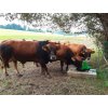 Pumpa pastevní P100 dvoučinná