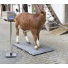 Váha plošinová na zvířata PS2000, do 1000kg