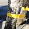Rychloupínací páska pro značení skotu Quick Strap, 34 cm, sada 5 ks, modrá