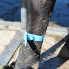 Rychloupínací páska pro značení skotu Quick Strap, 34 cm, sada 5 ks, modrá