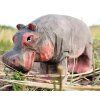 Wudimals Hippo
