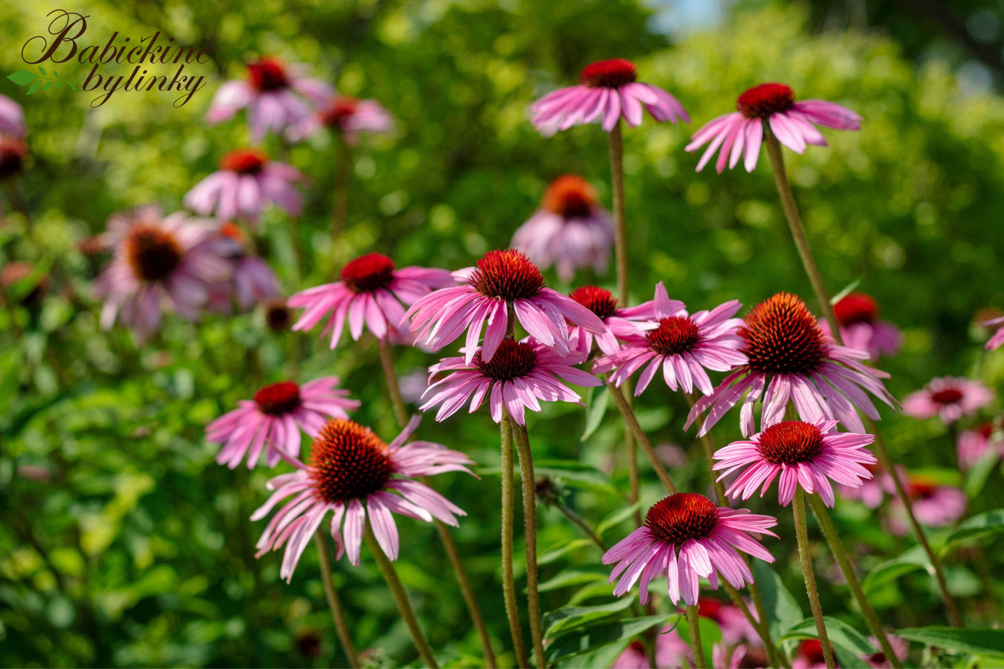 Echinacea purpurová