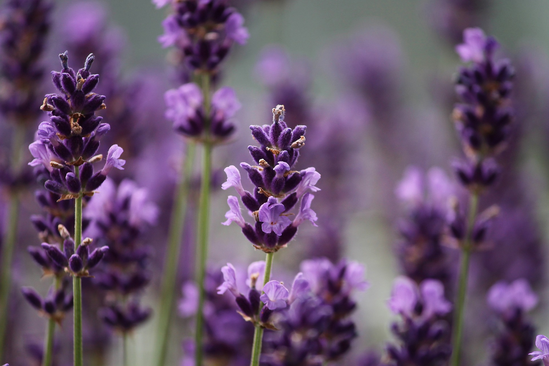 Esenciálny olej Levanduľa - Lavender