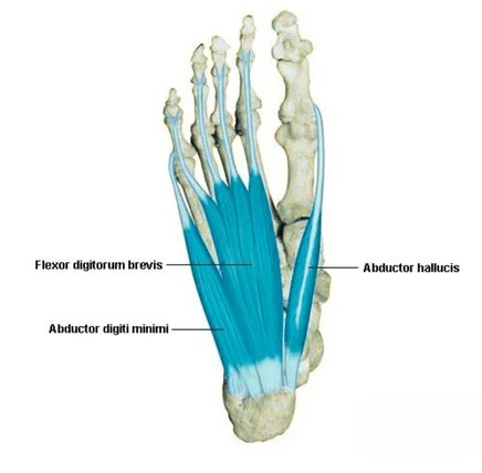 Flexor digitorum brevis